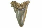 Bargain, Angustidens Tooth - Megalodon Ancestor #163336-1